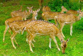 ranthambhore flora funna