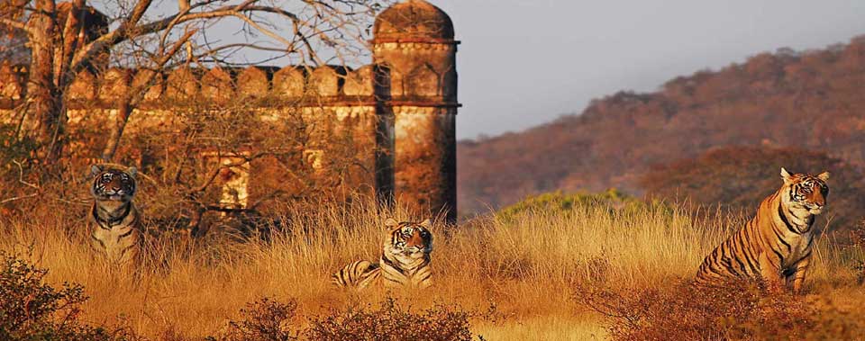 ranthambore things to do