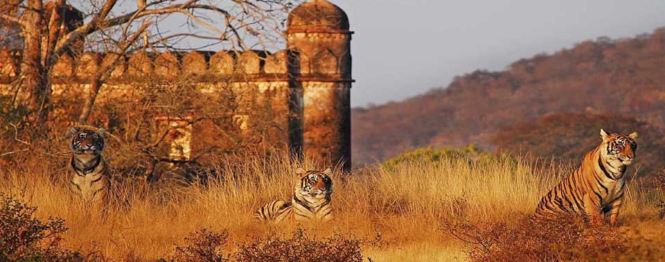 ranthambore jeep safari