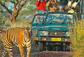 ranthambhore visit