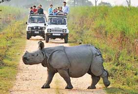 ranthambhore wildlife