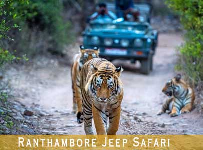 ranthambore jeep safari