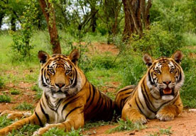 ranthambore canter tour