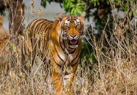 canter tour ranthambore