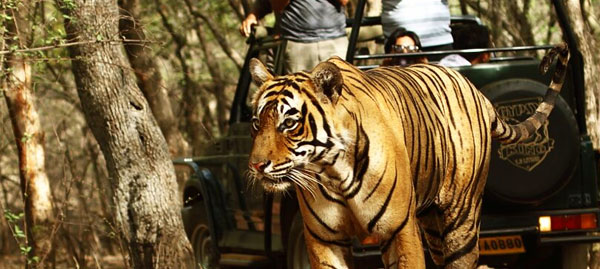 ranthambore tour