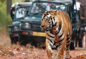 ranthambore national park