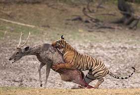 ranthambore park