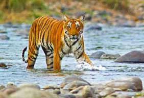 ranthambore national park