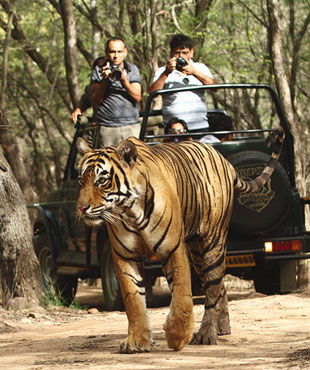 ranthambore jeep safari