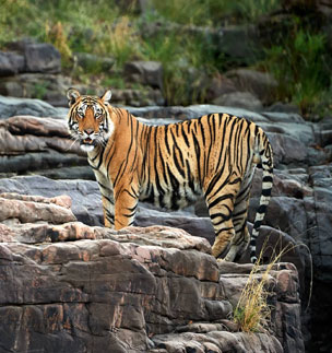 ranthambore safari