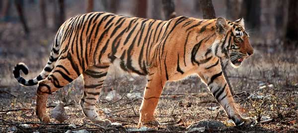 ranthambore weekend tour