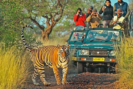 safari in ranthambore