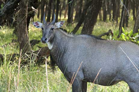 ranthambore flora