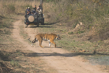 ranthambore safari zone