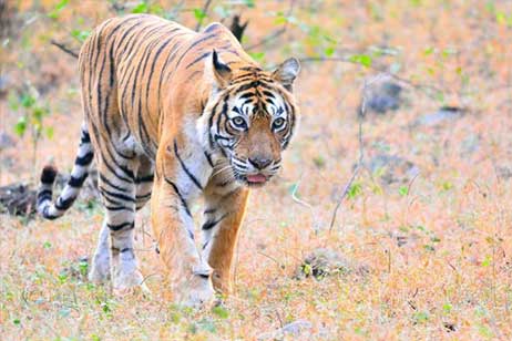 ranthambore jeep safari