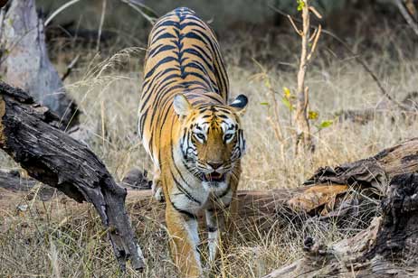 safari in ranthambore