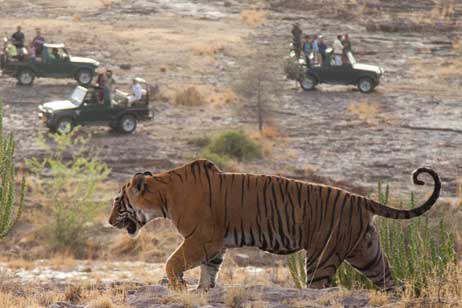 ranthambore safari