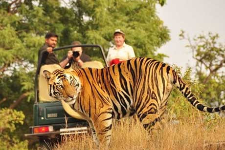 summer season ranthambore