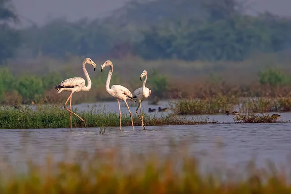 ranthambore tour