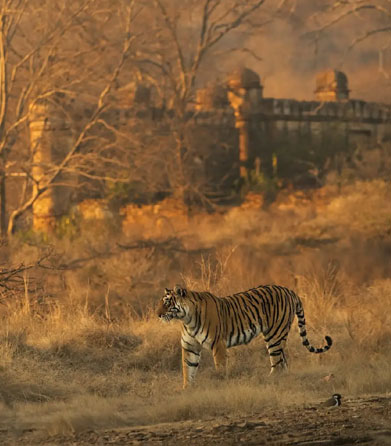 ranthambore things to do