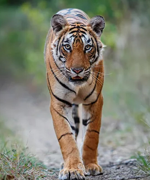 ranthambore national park