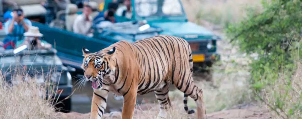 tiger tracing ranthambore