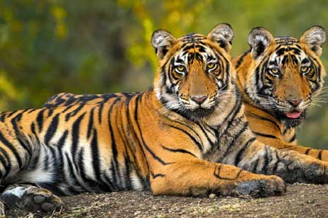 tiger in ranthambore