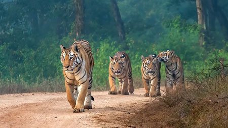 tiger trail tour