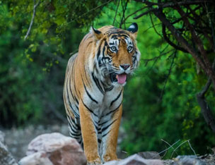 ranthambore tiger