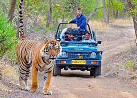 ranthambore tour pacakge