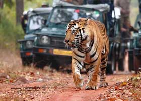 ranthambore tour pacakge