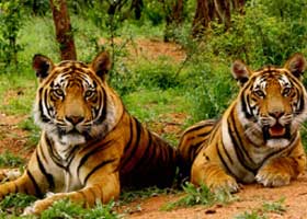 ranthambore tour pacakge