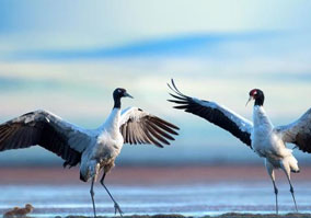 Day 03: Bird watching in Bharatpur Sanctuary & Transfer to Sariska