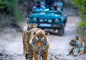 Day 04: Morning & Evening Jeep Safari in Ranthambore