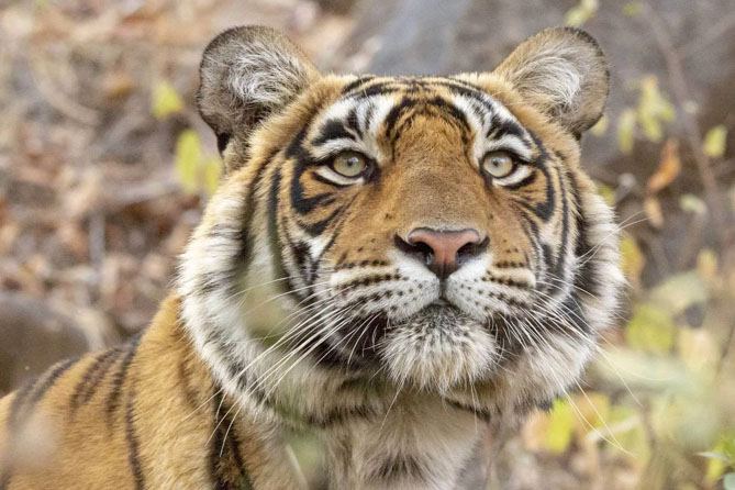 Famous Tigers of Ranthambore — Their Legacy