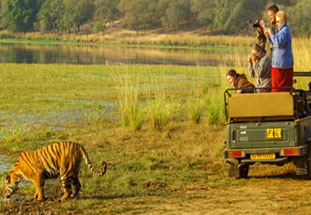 ranthambore tour