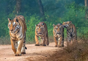 ranthambore tour