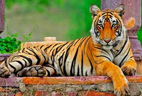 visit ranthambore park