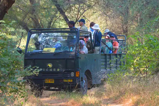 ranthambore safari