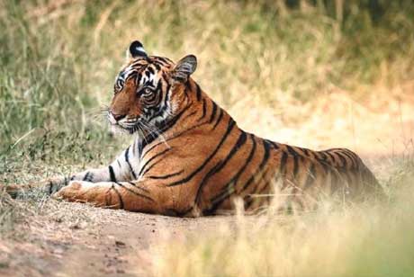 ranthambore national park