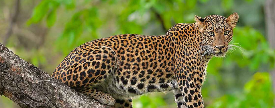 ranthambore leopard incress