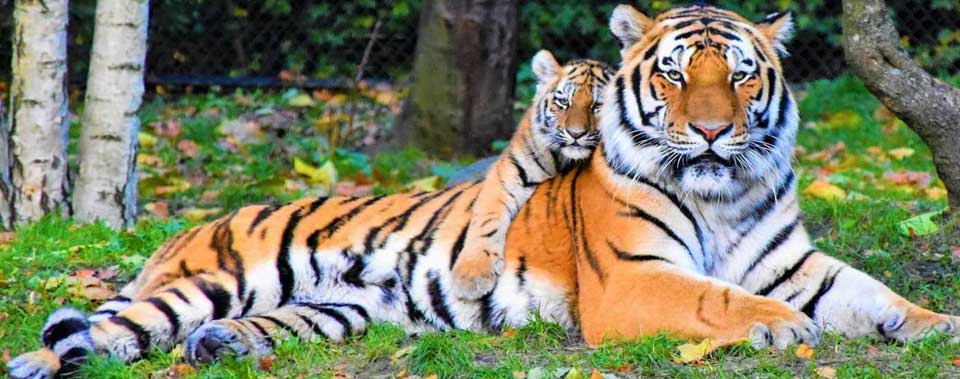 male-female-ranthambore