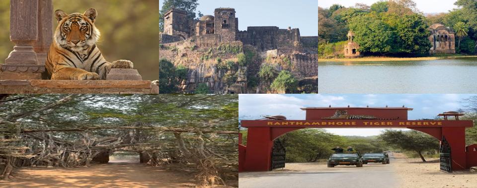 ranthambore news