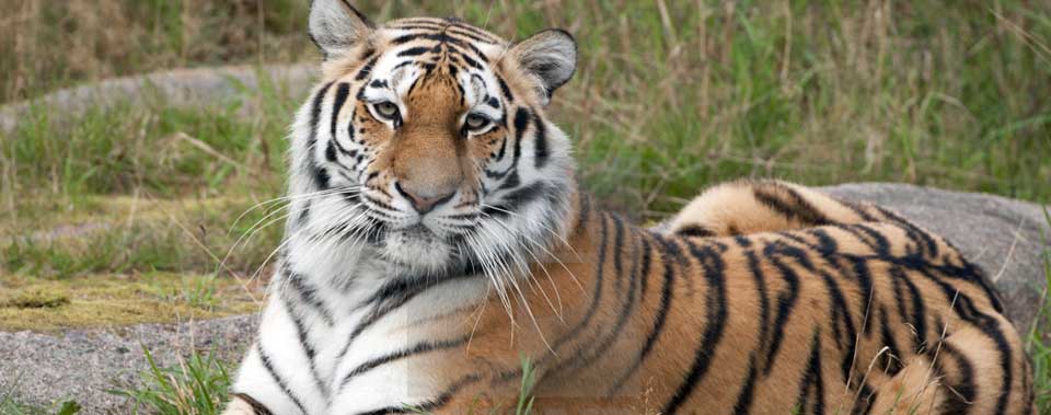 ranthambore-female-tigerss