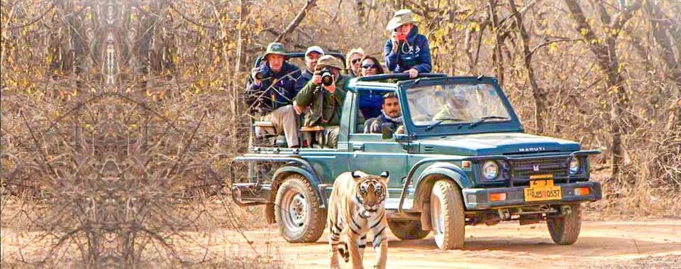 strike-in-the-ranthambore