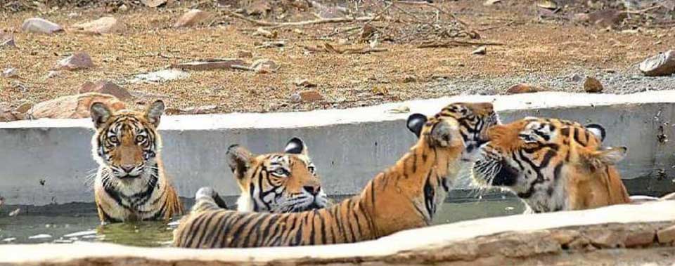 t-83-cubs-ranthambore