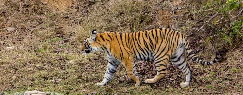 t-83-ranthambore