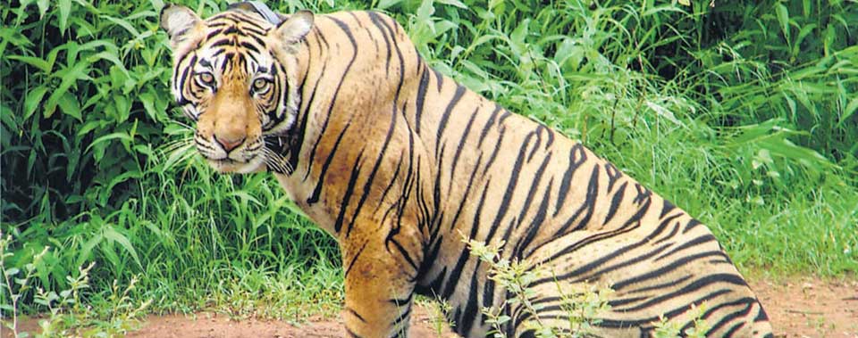tiger-t-33-died-of-ranthambore