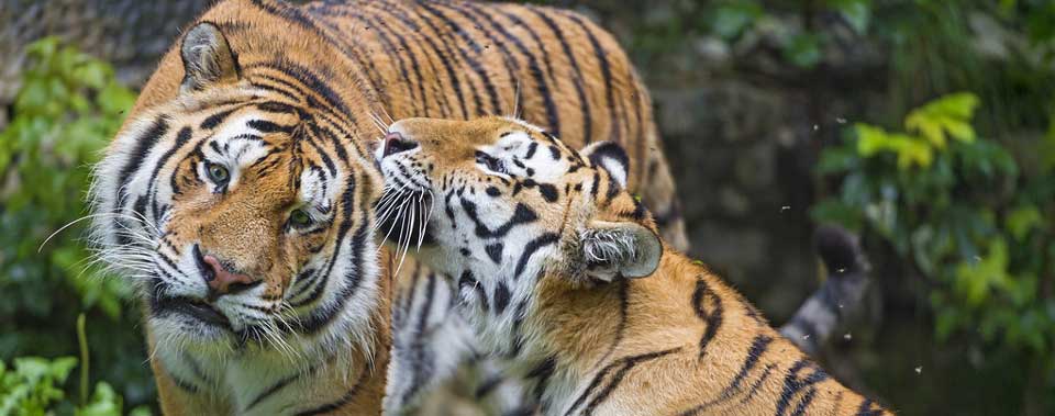 female-tigers-ranthambore