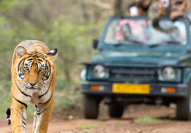 ranthambore tour